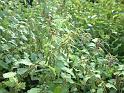 Nettles Grantham_1 